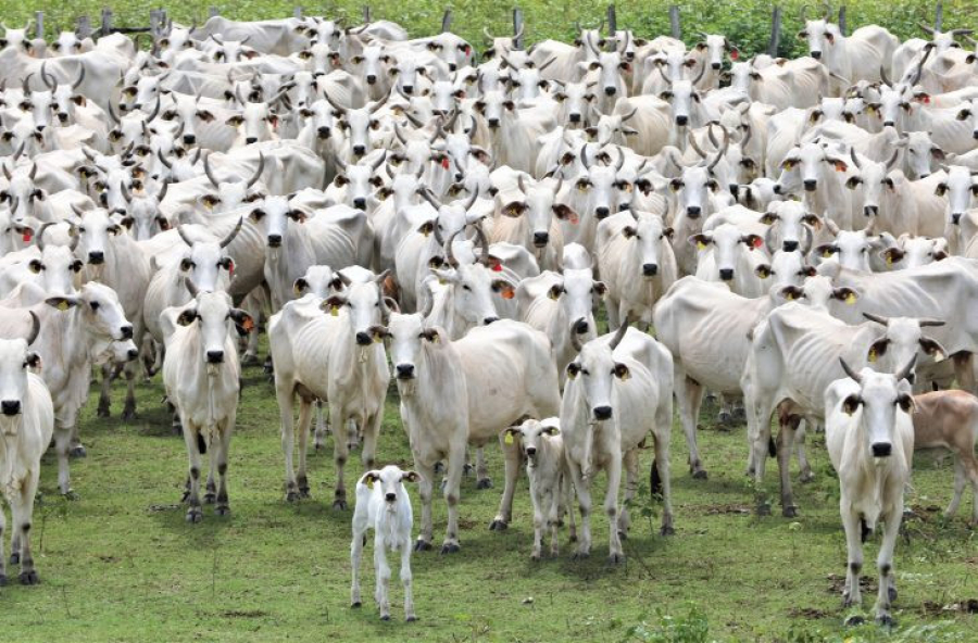 Status histórico de sem aftosa é ferramenta de MS para ampliar mercados na Ásia