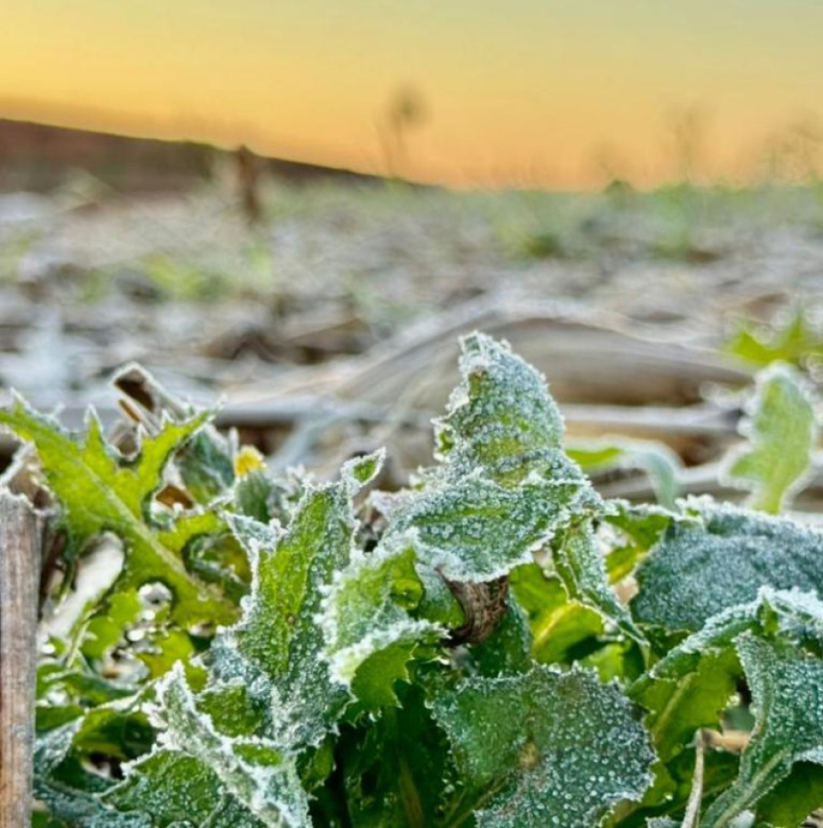 Dourados e Rio Brilhante têm madrugada de frio intenso e geada neste domingo
